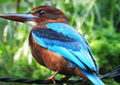 bird watching