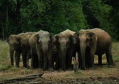 udawalawe